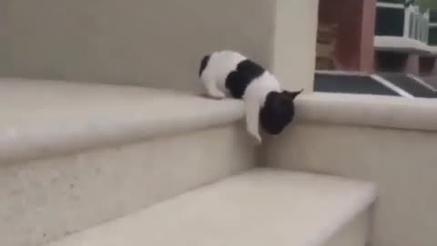 Cute puppy falls