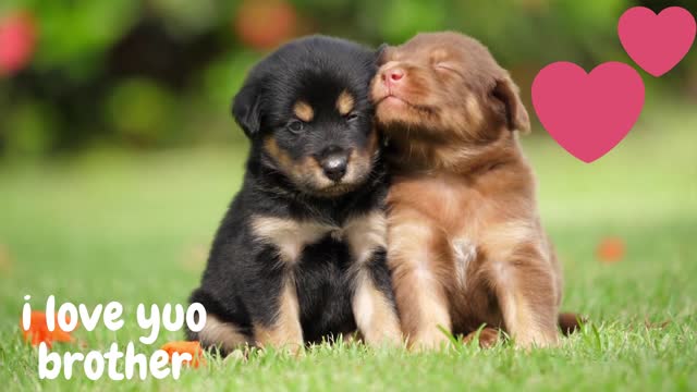 Tow cute puppy {I Love You brother}