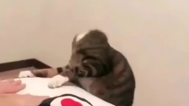 Funniest Cat And Dogs