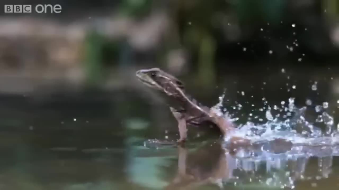 Unsolved mysterious of Amazon rainforest