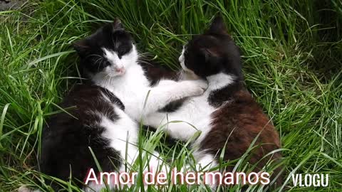 Amor de hermanos