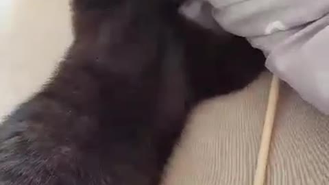 Little black kitten playing