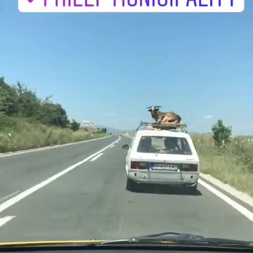 La cabra más relajada del mundo viaja en el techo de un auto