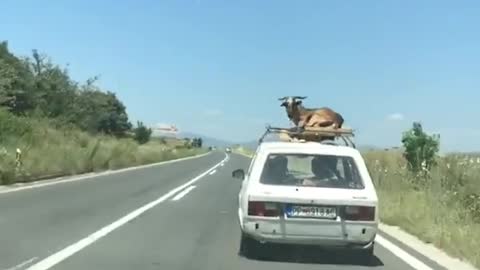 La cabra más relajada del mundo viaja en el techo de un auto