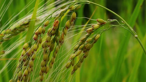 As autumn comes, the rice in the fields begins to turn yellow and ripen.