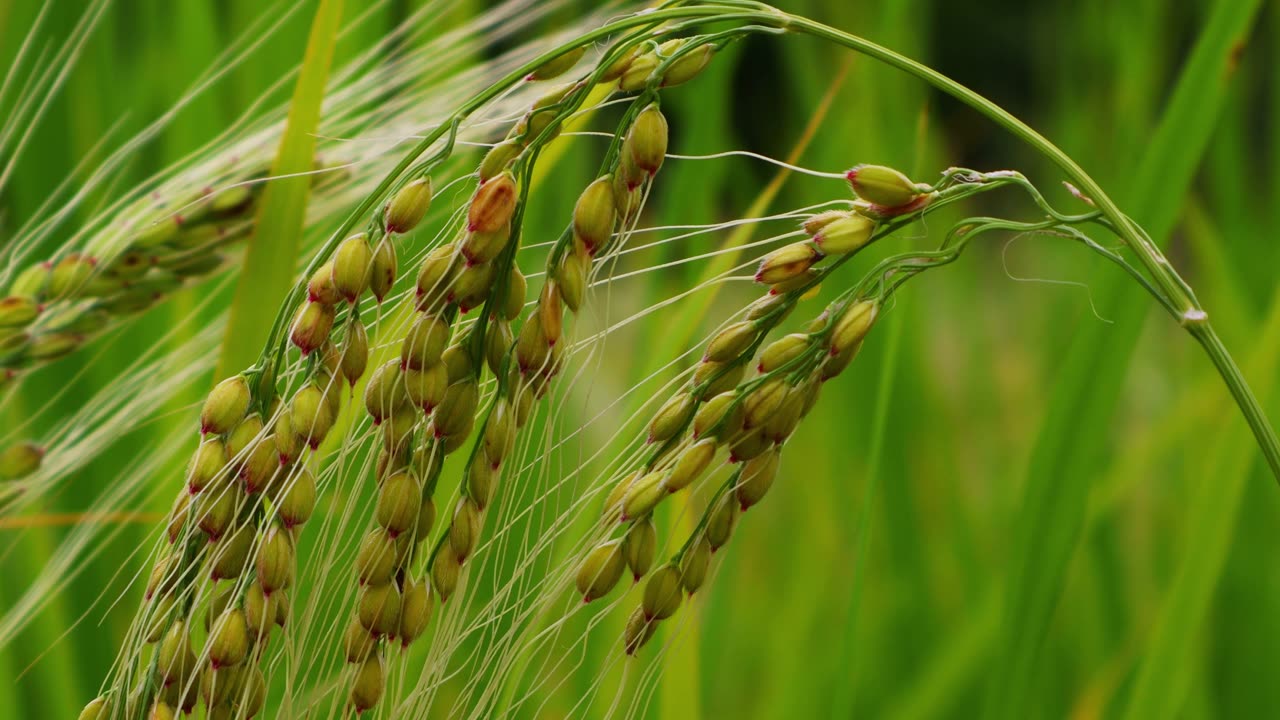 As autumn comes, the rice in the fields begins to turn yellow and ripen.