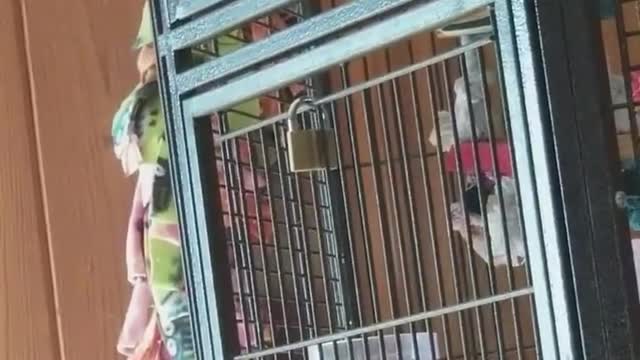 Cockatoo Barks at Dogs