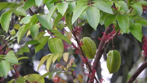 What Is Star Fruit??