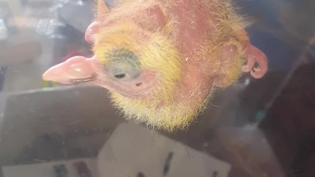 Baby 🐦 🐦