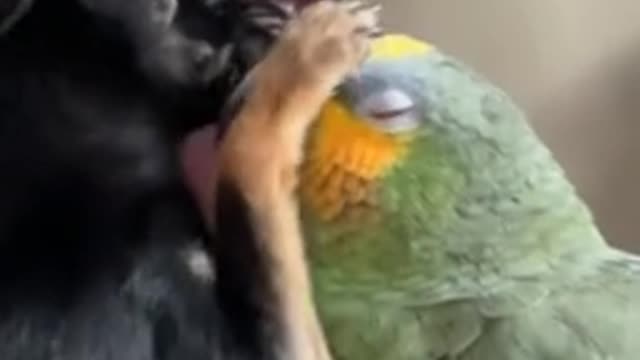 Parrot vs Dog Funny Video 🤣🤣🤣