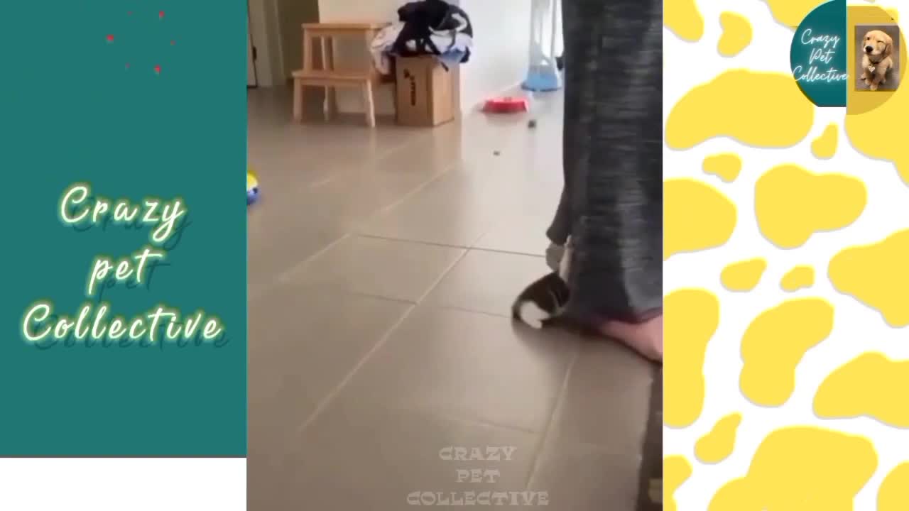 cute pets
