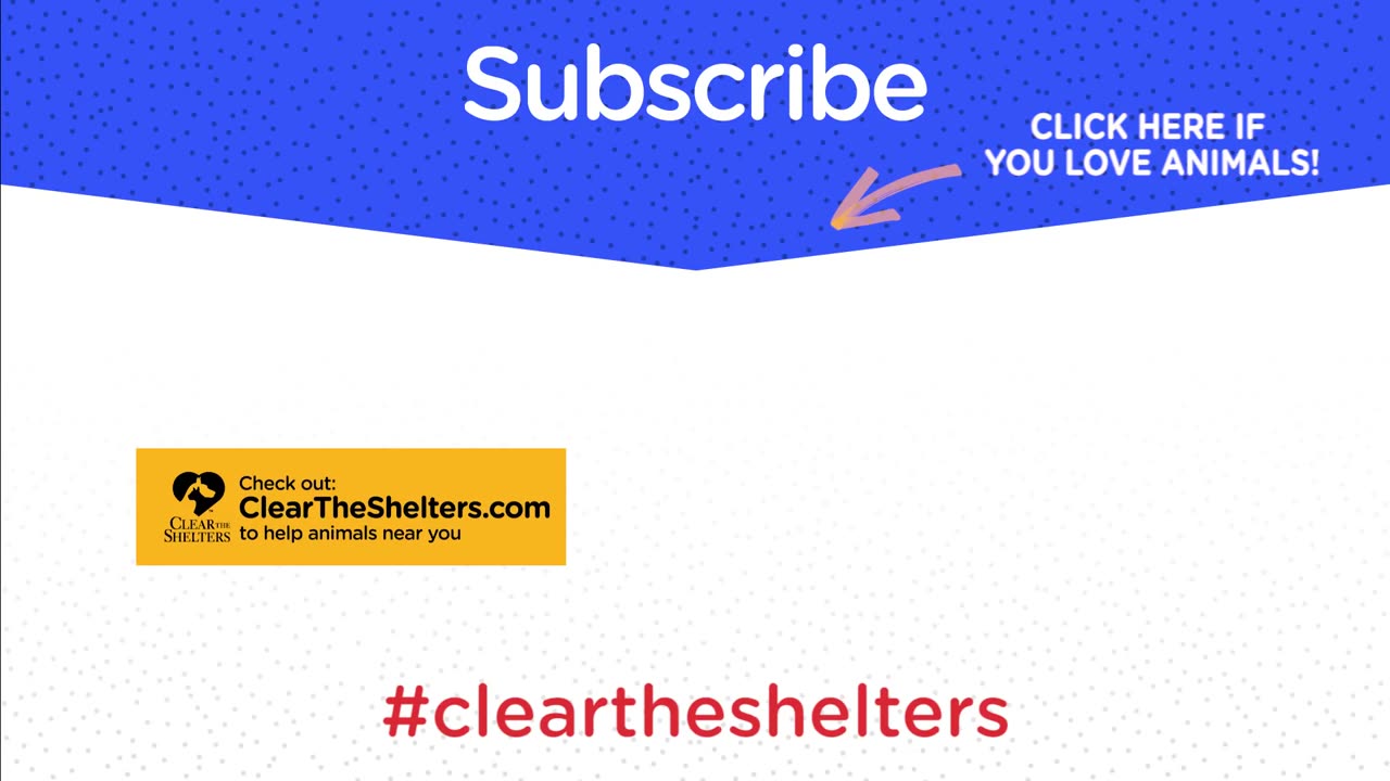 Dogs React To Getting Adopted: Clear The Shelters | The Dodo