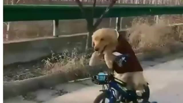 Dogs training center