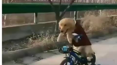 Dogs training center
