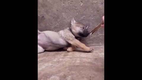 Best Of The 2021 Funny Animal Videos