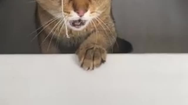 Angry😈 cat