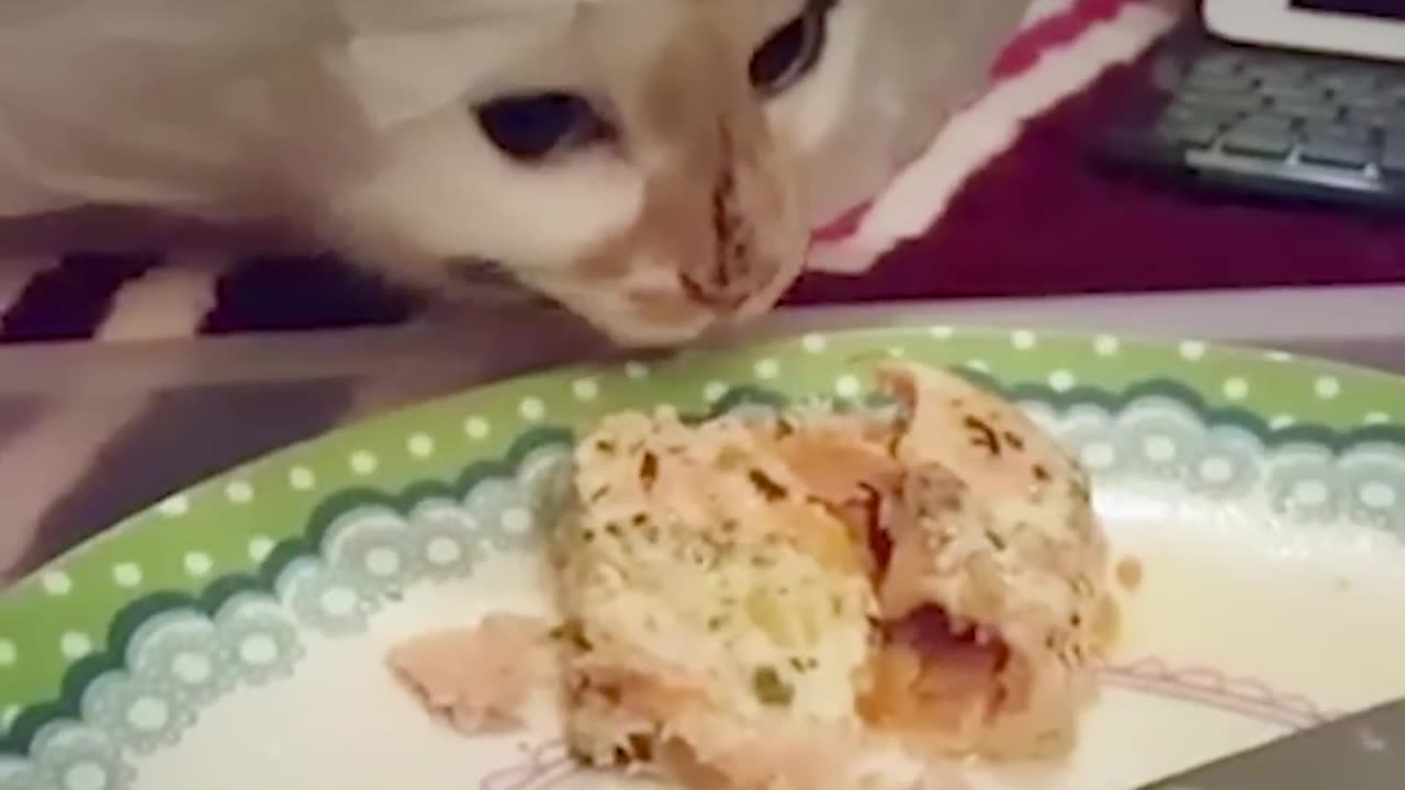 Funny Pets Who Don't Understand Personal Space | The Dodo