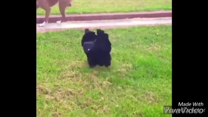 Funny chickens and roosters Chasing kids and-adults