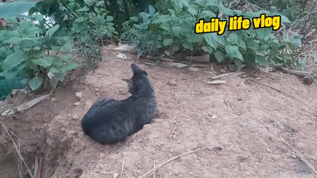 cute and funny cat | daily life vlog
