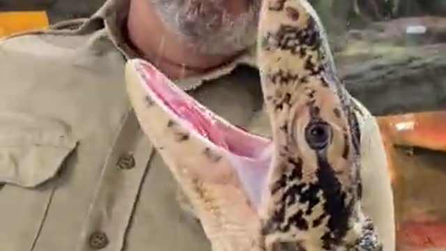 Giant Lizard Almost Jumps Out! 😱🤣