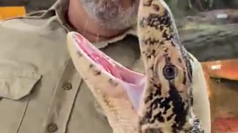 Giant Lizard Almost Jumps Out! 😱🤣