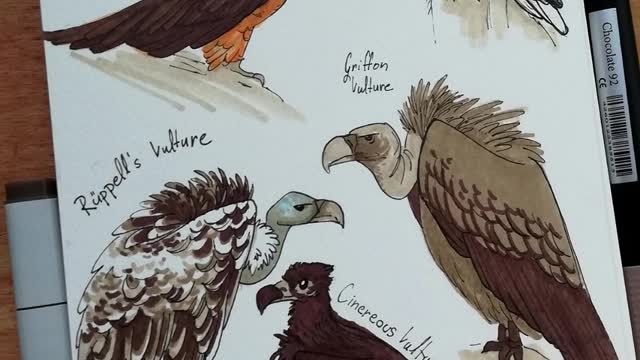 Vulture Awareness Day 2022