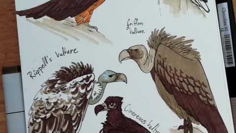 Vulture Awareness Day 2022