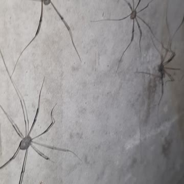 100s of spider. ARE YOU AFRAID of Spiders?