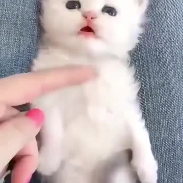 Baby cat sipping moment