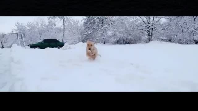 The dog running in the snow is happy like a child