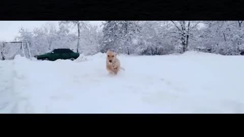 The dog running in the snow is happy like a child