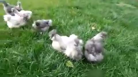 Red Silkie chickens