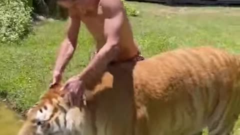 How to scratch a tiger correctly