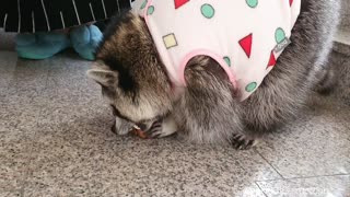 Raccoon bites dried persimmons and comes down the stairs to eat them.