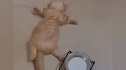 Cats cute... 🐾🐾🐾