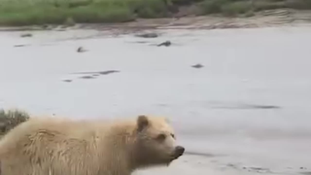 What To Do If A Bear Attacks