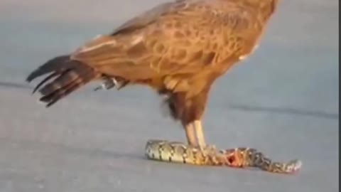 Eagle vs snake
