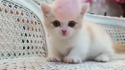 Cute cat reaction