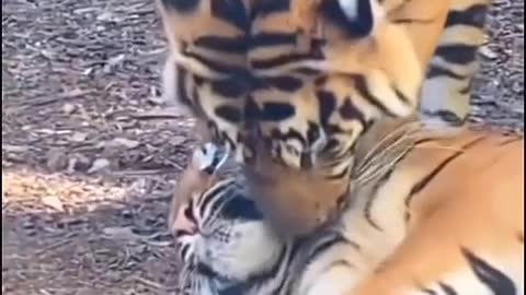 Tiger kissing