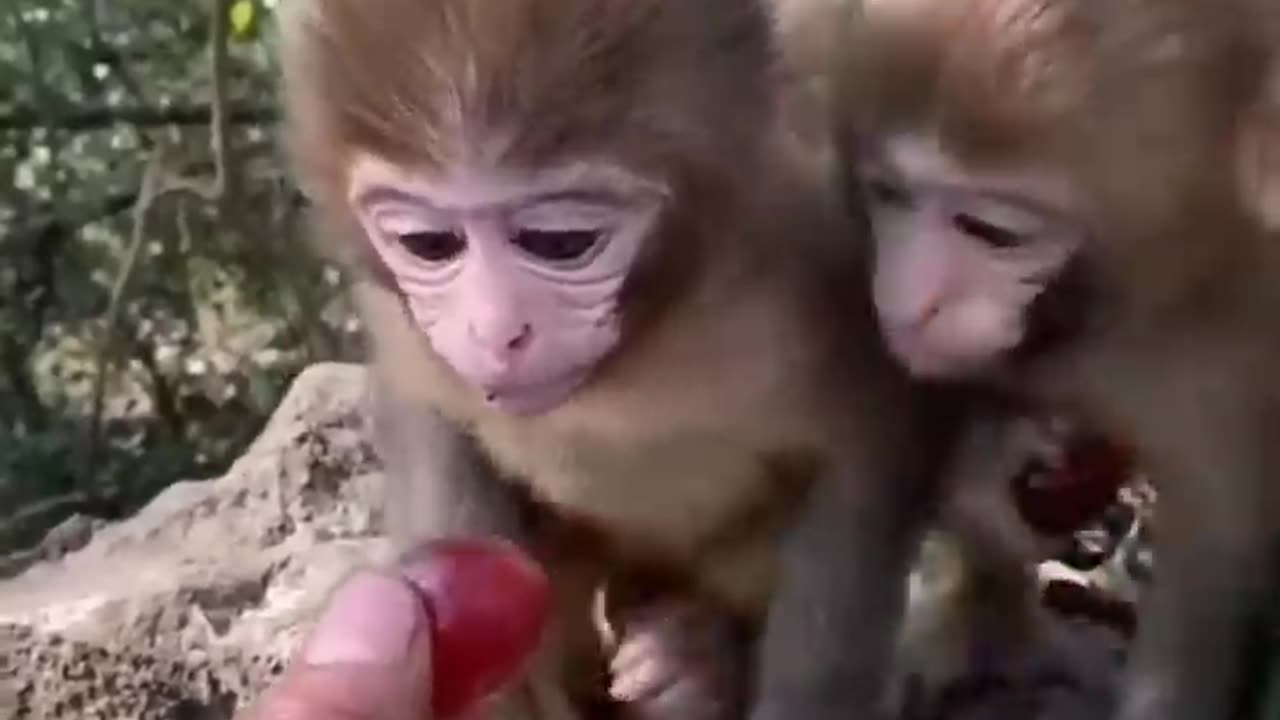 Must watch cute animal babies trending video baby animals