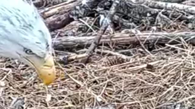 Mother eagle braves snowstorm to keep her babies safe — watch her feed them for the first time!