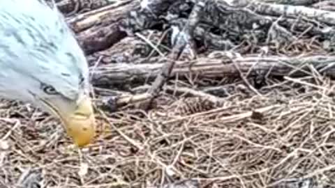 Mother eagle braves snowstorm to keep her babies safe — watch her feed them for the first time!