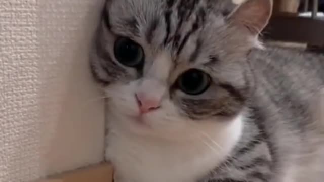cat funny shot video 03