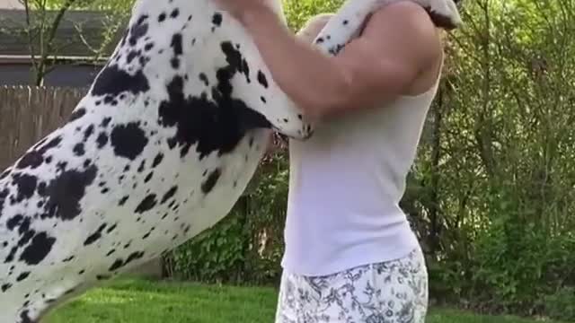 Great Dane height is in peak - biggest dog breed