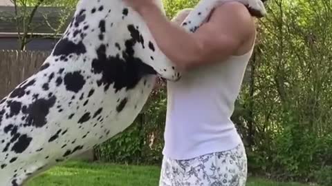 Great Dane height is in peak - biggest dog breed