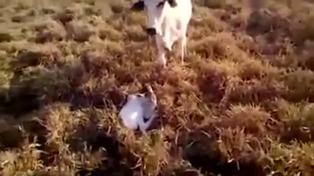Animal HEROES Protecting Their Owners! | Best Moments