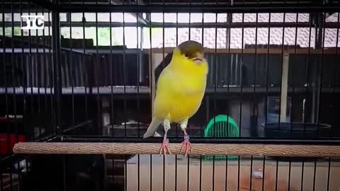 Canary Singing Very Long Time !! Amazing Power