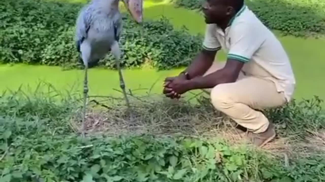 man approaches Shoebill Stork