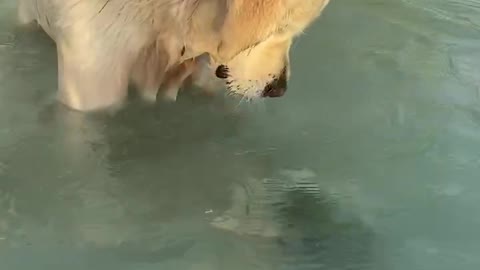 TargheeG Dog