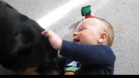 Dog funny cute baby